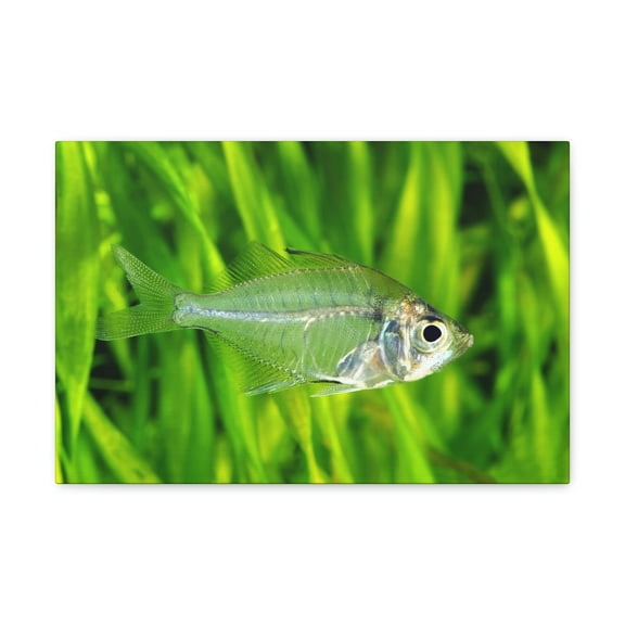 Funny X-Ray Fish Silly X-Ray Fish Scene Outside Wall Art Ready to Hang Unframed