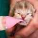thumbnail image 4 of Botella de lactancia para mascotas, botellas para cachorros, botellas para gatitos para amamantar con tetinas reemplazables, 4 of 5