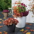 thumbnail image 4 of Lechuza Classico Self-Watering Polypropylene Indoor/Outdoor Planter, 4 of 8