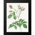 thumbnail image 2 of Redoute, Pierre Joseph 15x18 Black Modern Framed Museum Art Print Titled - Evrats Rose with Crimson Buds, Rosa evratina, 2 of 5