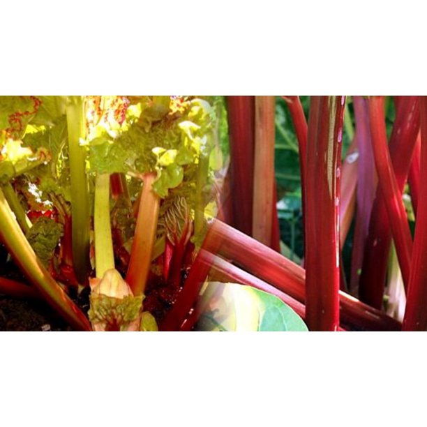 Victoria Red Rhubarb 4 Plants Perennial Easy to grow