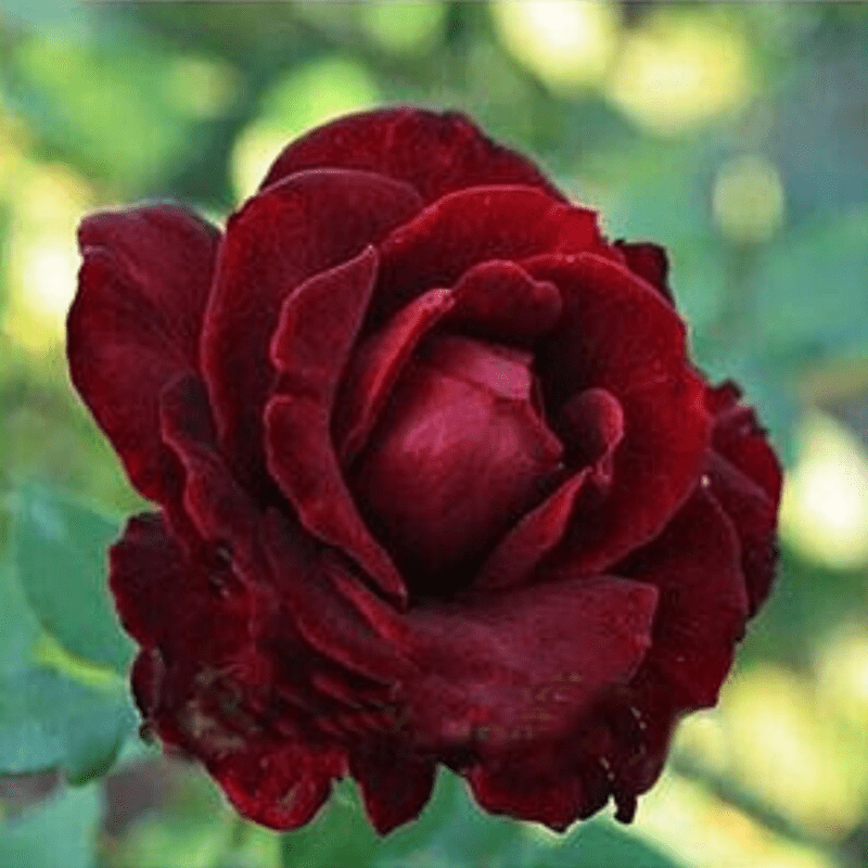 30 Red Black Rose Seeds, Perennial
