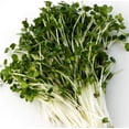 thumbnail image 3 of Organic Broccoli (Brocoli) Sprouting Seeds, Mumm's, Large Size - 200 Grams, Non-GMO - High Germination Rate - Resealable Bag, 3 of 5