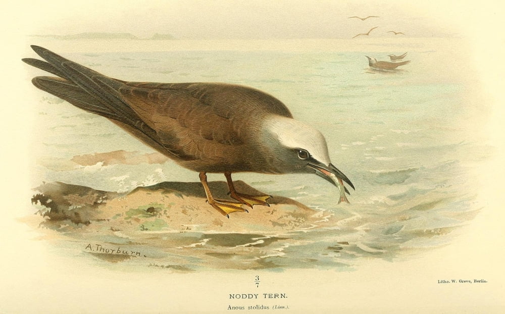 Birds Of The Britis