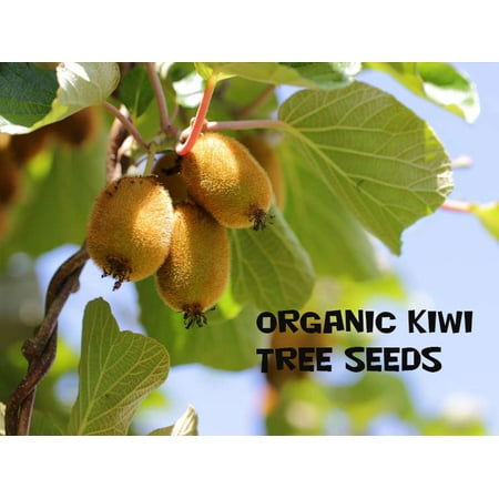 10 Kiwi Fruit Tree Seeds (Best Fruit Trees For Southern California)