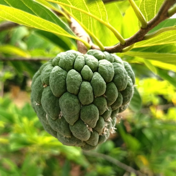 TomorrowSeeds - Sugar Apple Tree Seeds - 10 Count - For 2026 Planting Annona Squamosa Sweetsop Atis