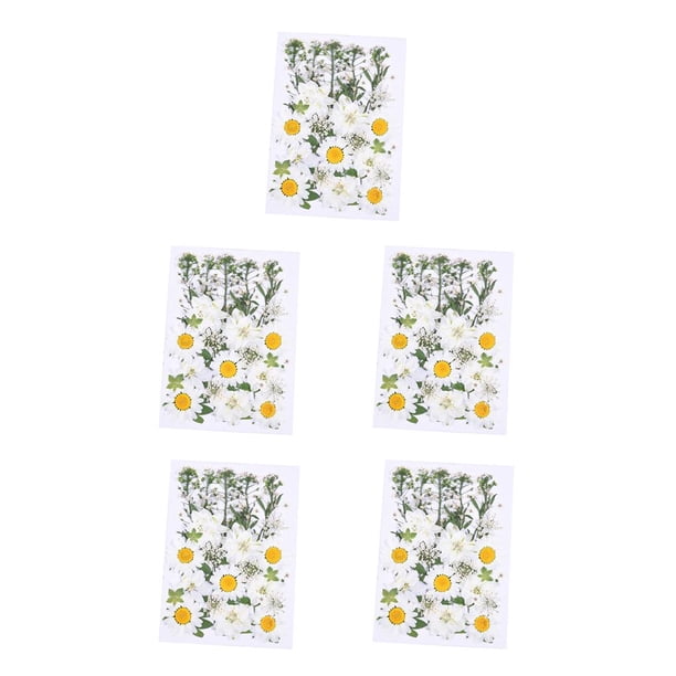 Cateissary Flores secas, flores prensadas naturales, decoraciones de mixtas, accesorios de bricolaje, artículos para el hogar, decoración artística D 5piezas Cateissary CBP225214