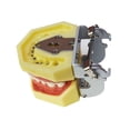 thumbnail image 4 of Techtongda Tooth Teaching Giant Teeth Model Extractions of Education Removable, 4 of 6