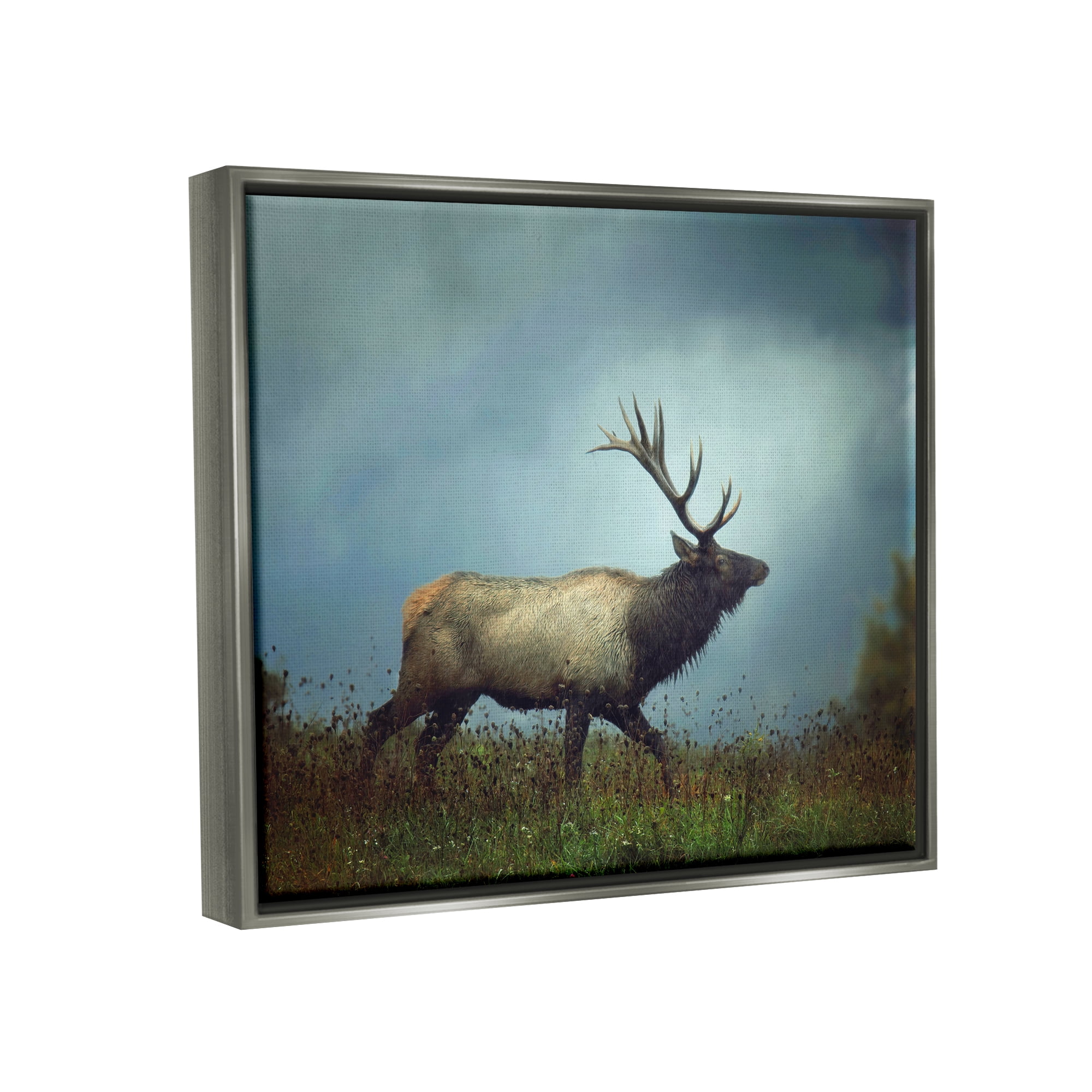 Stupell Industries Serene Elk in Nighttime Clearing Wildlife Photography Photograph Luster Gray Floating Framed Canvas Print Wall Art, Design by Carrie Ann Grippo-Pike