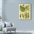 thumbnail image 3 of Trademark Fine Art 'Fern Collection I' Canvas Art by Vision Studio, 3 of 4