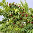 thumbnail image 5 of Flavortop Nectarine Tree, 5 of 5