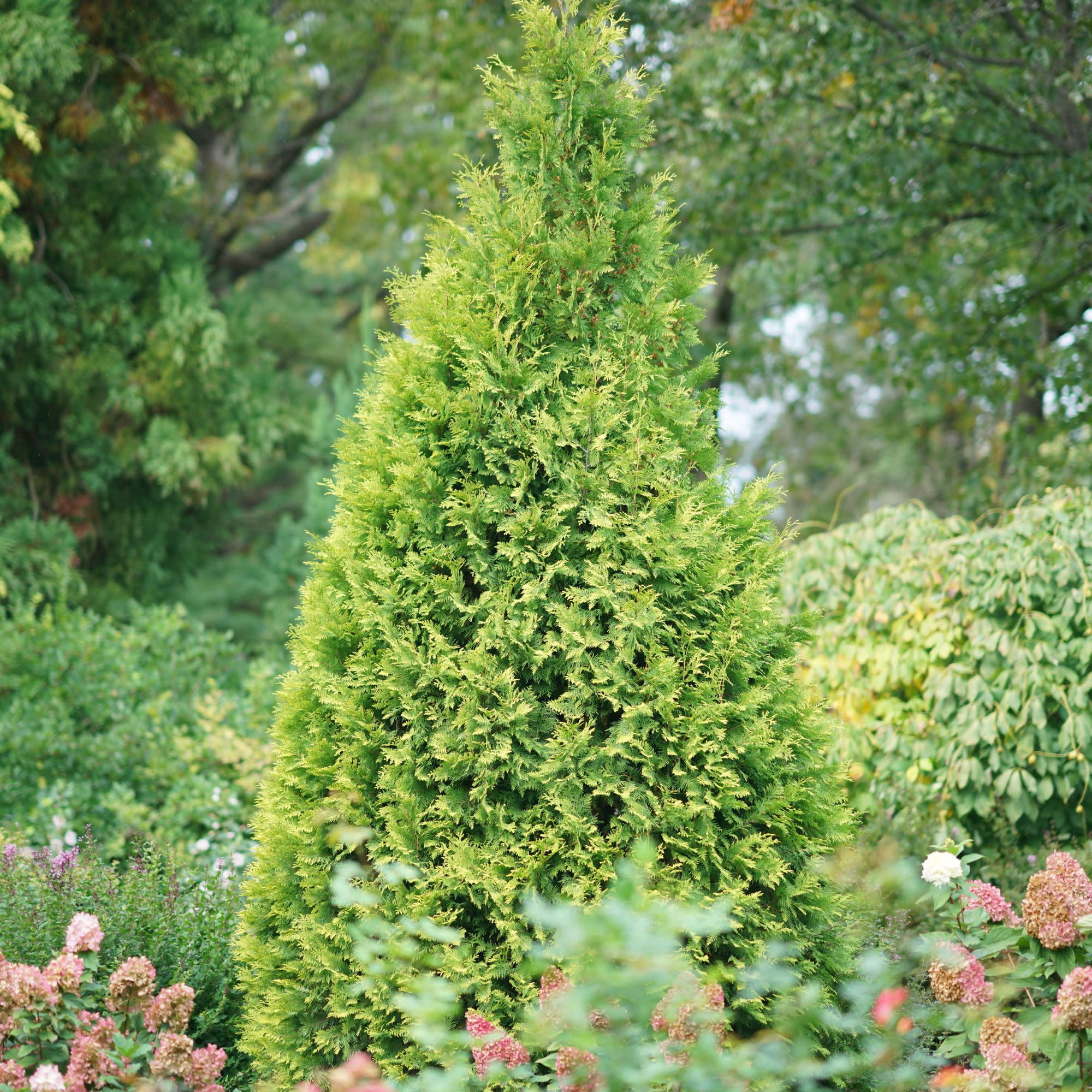 Proven Winners ColorChoice 5" Yellow Polar Gold Arborvitae Live Plant in 4.5" Pot (4 Count)