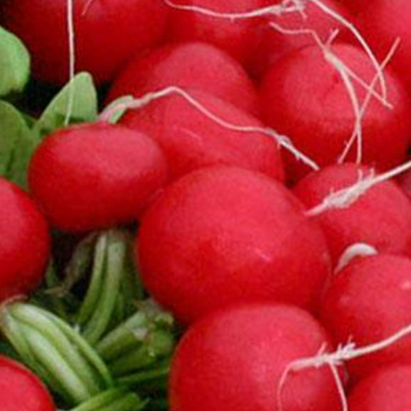 Sustainable Seed Company 470 Organic Champion Radish Planting Seeds