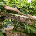 thumbnail image 2 of Reptile Branches for Climbing Natural Non-Slip Habitat Decorations, 2 of 5