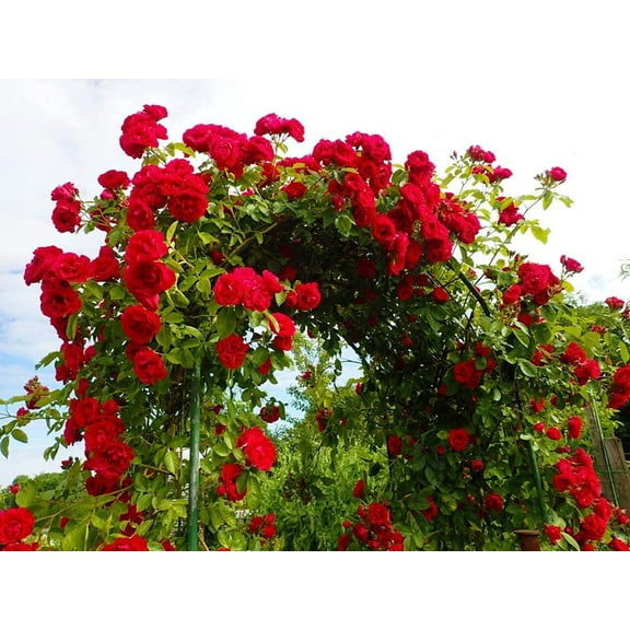 CZ Grain 100 Climbing Rose Vine Plant Seeds, Exotic and Prized