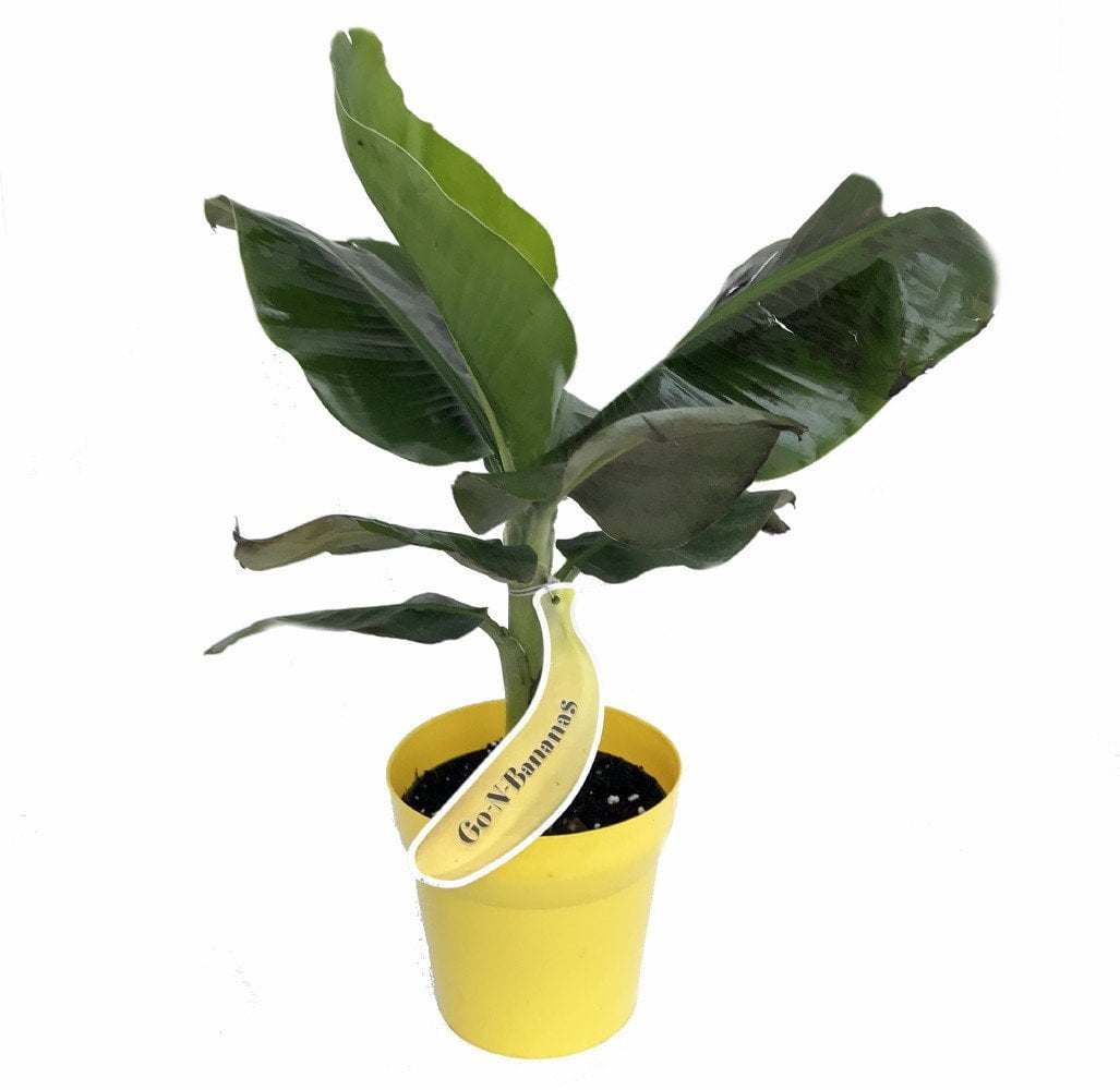 Tropicana Patio Banana Plant Musa Great House Plant 6" Pot