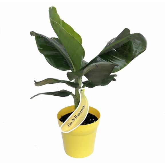 SALE - Tropicana Patio Banana Plant - Musa - Great House Plant - 6" Pot