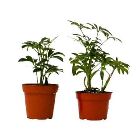 2 Different Schefflera Plants Variety Pack - 4" Pot, 4" Pot, Indoor Houseplant, Easy Care, Live Plant for Indoor & Outdoor
