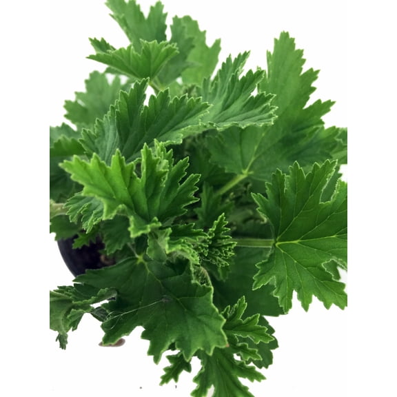 Citronella Mosquito Live Plant - Pelargonium citriodorum - Quart Pot