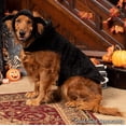 thumbnail image 4 of FurHaven Flex-Fit Pet Costume Hat for Dogs - Bat, L-XL, 4 of 8
