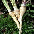 thumbnail image 2 of Harris Model Parsnip Garden Seeds - 3 Gram Packet 500 Seeds - Non-GMO, Heirloom Vegetable Gardening Seeds - AAS Winner, 2 of 2