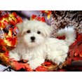 thumbnail image 1 of Diamante pintura 5D DIY taladro completo perro punto de cruz bordado mosaico blanco, 1 of 9