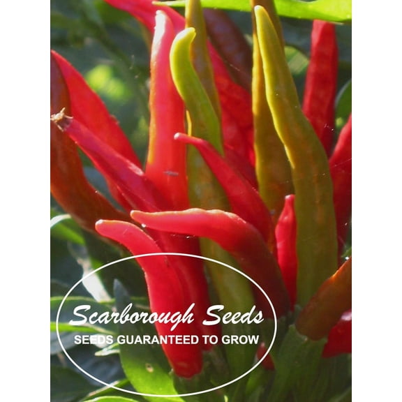 SCARBOROUGH SEEDS PEPPER SEED, THAI HOT, HEIRLOOM, NON GMO, 100 SEEDS, USA