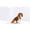 3 Panel - 60''W x 24''H, variant on Clear Acrylic Freestanding Dog Gates for the House – Folding 3-Panel Pet Gates for Doorways, Indoor Stairs, and Hallways, Transparent Barrier for Dogs, Puppies, and Cats