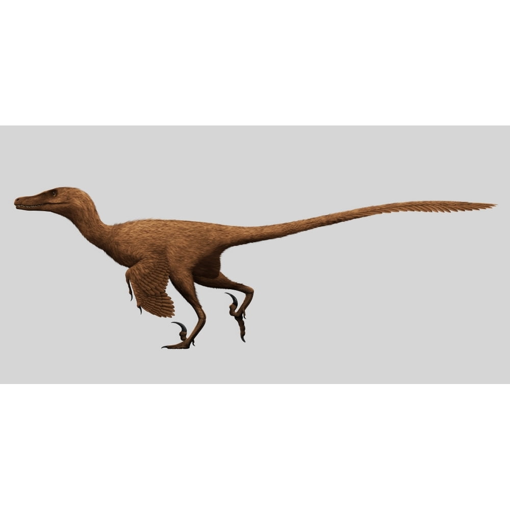 Velociraptor mongoliensis was a mid-sized dinosaur from the Cretaceous ...