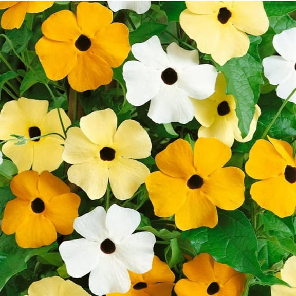 100  Mixed ColorBlack Eyed Susan Vine Seeds for Planting | Exotic Garden Flowers | Made in USA, Ships from Iowa.