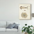 thumbnail image 3 of Trademark Fine Art 'Ocean Curiosities I' Canvas Art by DeKay, 3 of 4