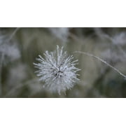 Angle View: Frozen Winter Flower-20 Inch By 30 Inch Laminated Poster With Bright Colors And Vivid Imagery-Fits Perfectly In Many Attractive Frames