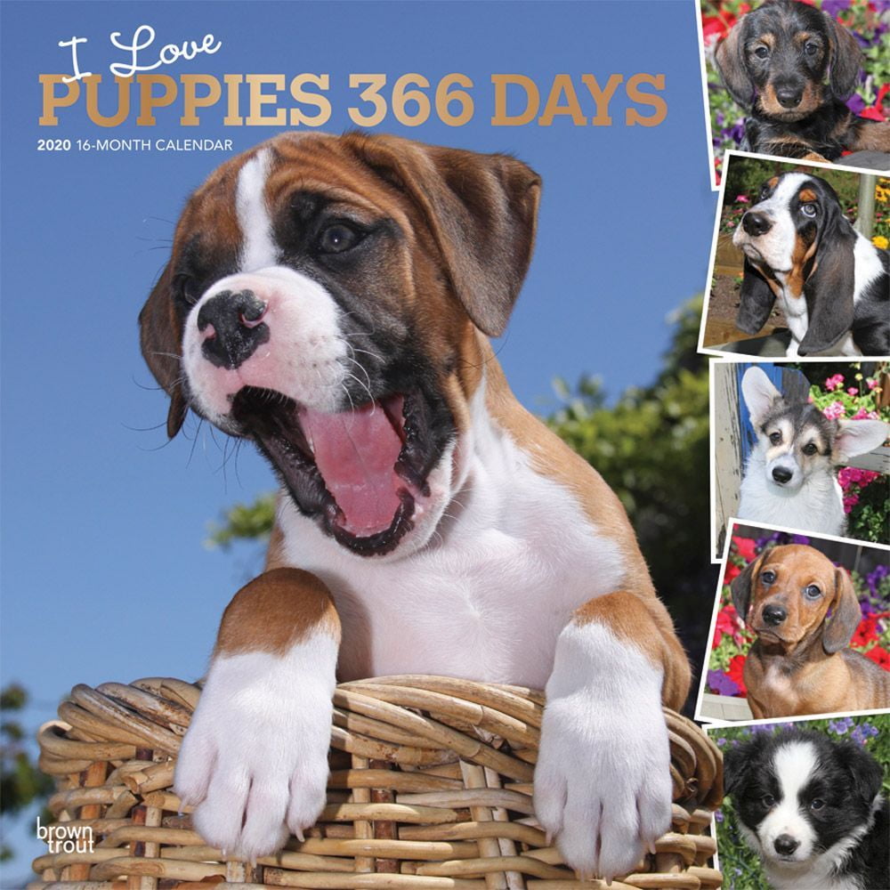 I Love Puppies Wall Calendar 2020 - Walmart.com - Walmart.com