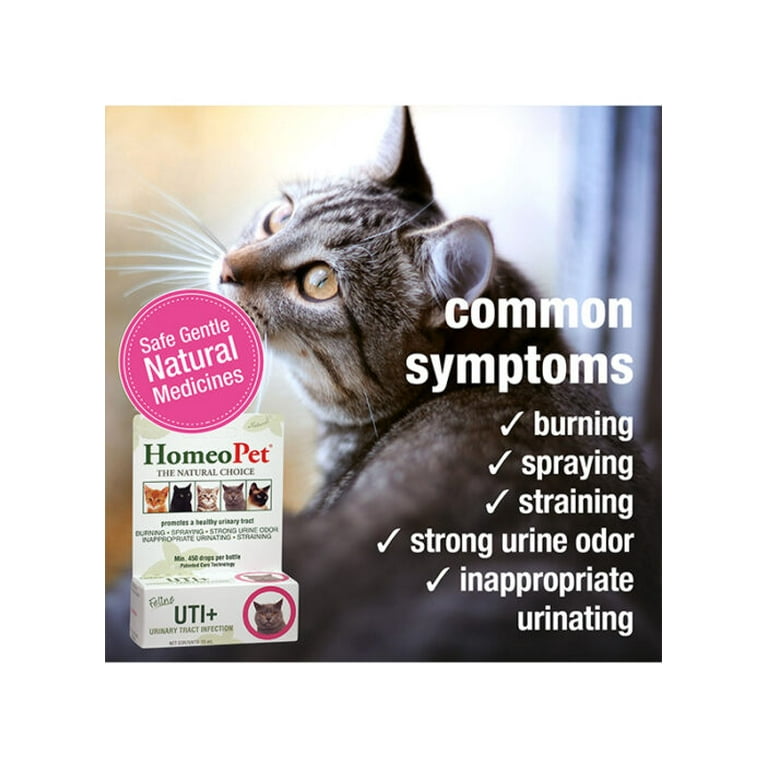 Medicine for cat urinary infection best sale