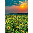 thumbnail image 2 of Duval, Richard 18x24 Gold Ornate Wood Framed with Double Matting Museum Art Print Titled - Washington State-Pasco Misty dawn morning on a sunflower fieldin Central Washington, 2 of 4