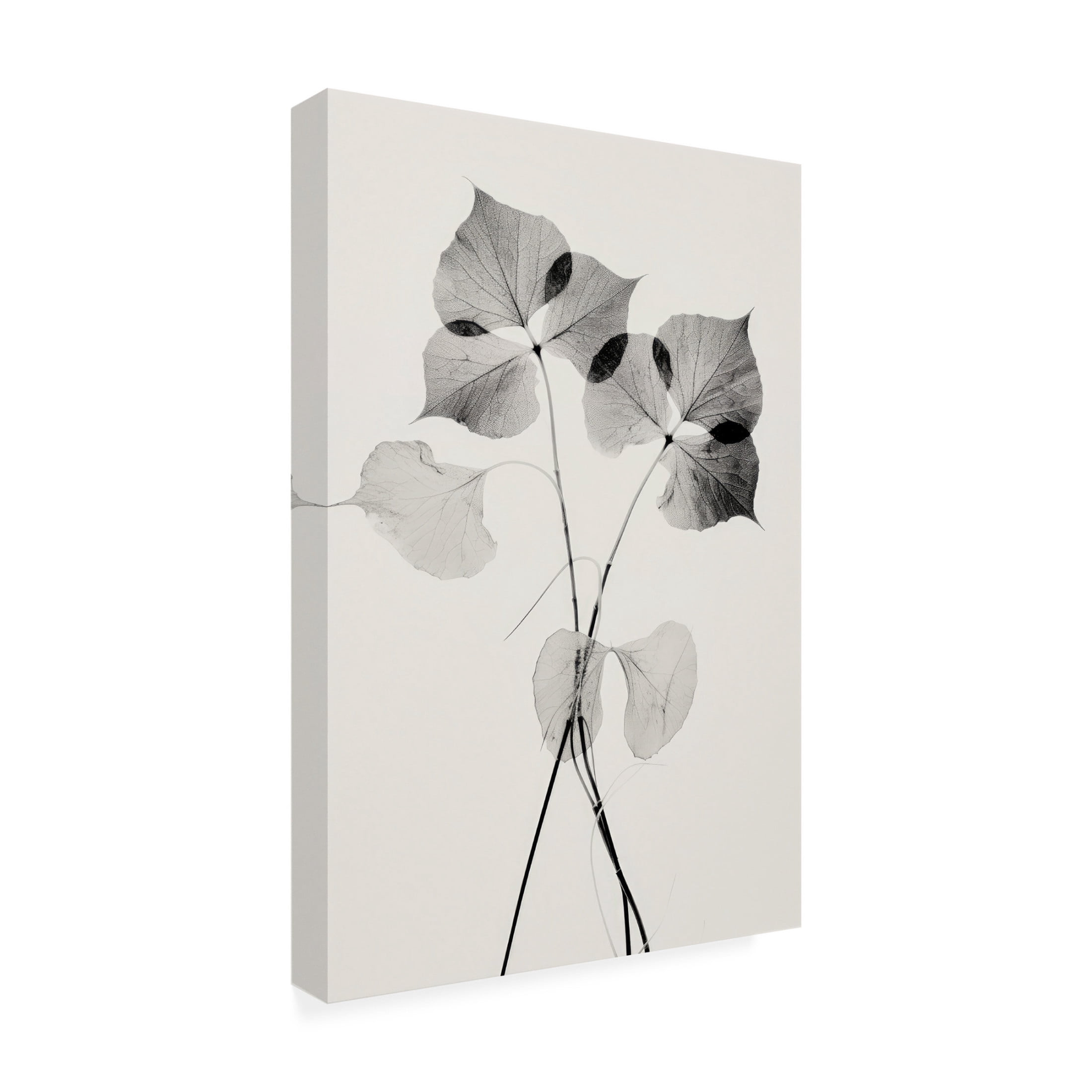 Trademark Fine Art Treechild   Transparent Botanic No 2 Canvas Wall Art