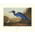 thumbnail image 2 of Audubon, John James 18x15 Black Ornate Wood Framed with Double Matting Museum Art Print Titled - Blue Crane Or Heron (decorative border), 2 of 4