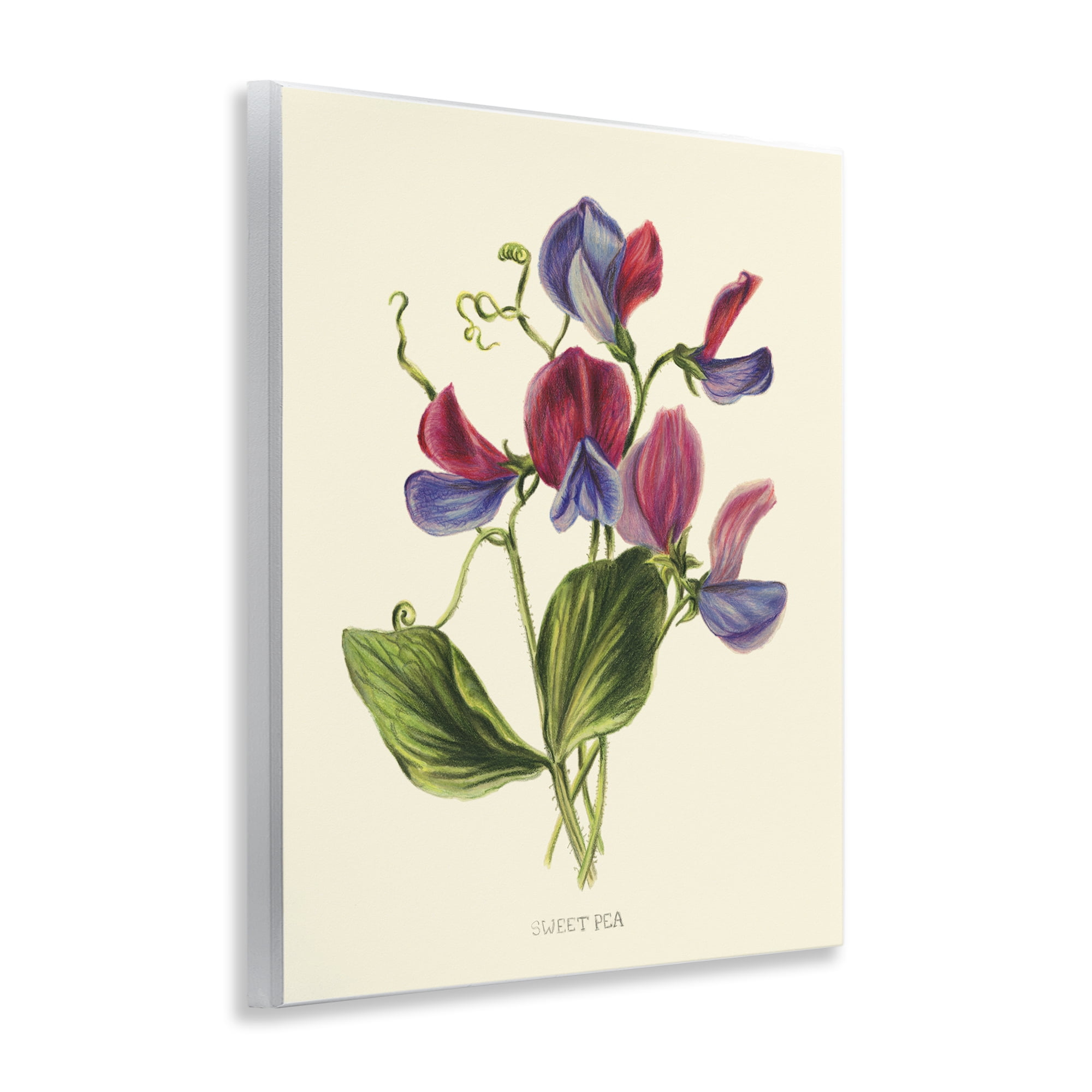 Stupell Industries Vintage Sweet Pea Blossoms Wall Plaque Art, design by Connie Resch