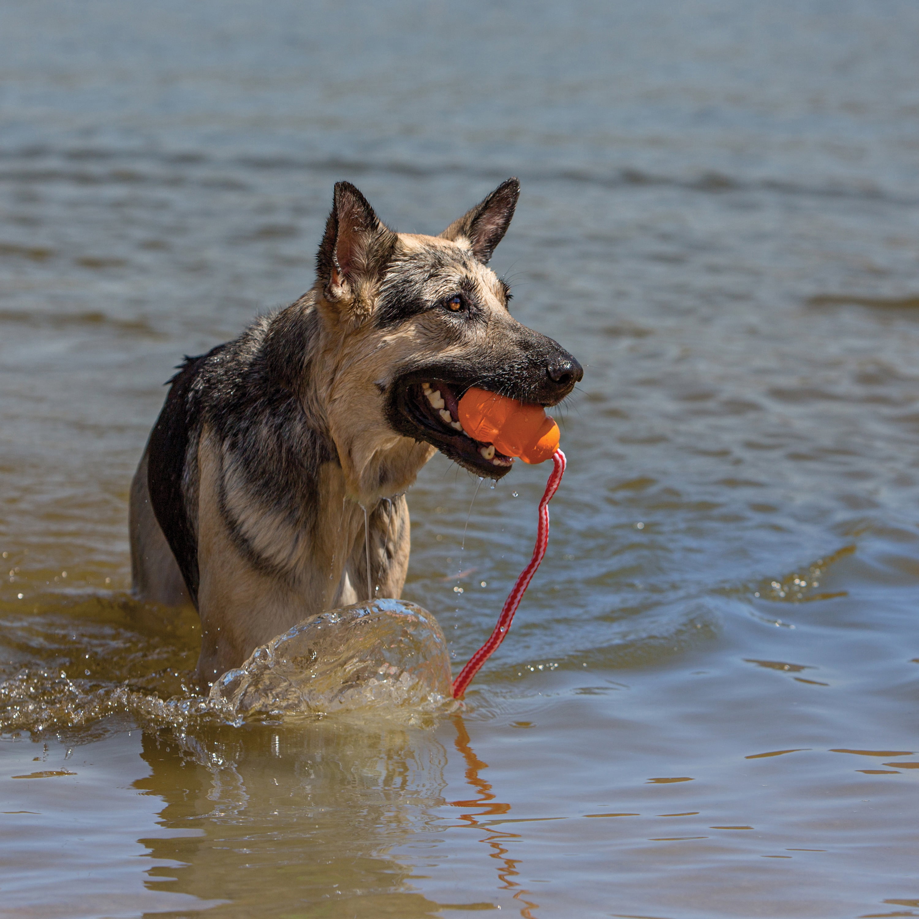 KONG® Aqua Floating Retrieval Dog Toy, Large, for Dogs Between 30-65 lbs
