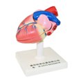 thumbnail image 3 of Modelo de Anatomía Del Del Cuerpo Modelo Educativo de Aprendizaje Estructuras Del Sunnimix patrón de corazón humano, 3 of 8