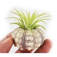 thumbnail image 2 of Beautiful Air Plant Sputnik Sea Urchin Set - Nautical Gift Beach Decor Coastal 1 1/2" Tillandsia Beach Cottage Decor (1), 2 of 3