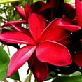 thumbnail image 3 of Bannon, Heidi 20x20 Black Modern Framed Museum Art Print Titled - Plumeria in the sun, 3 of 5