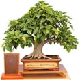 thumbnail image 2 of CZ Grain 25 Sacred Fig Bonsai Tree Plant Seeds, 2 of 3