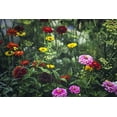 thumbnail image 2 of Henriksen, Jennifer 18x13 Gold Ornate Wood Framed with Double Matting Museum Art Print Titled - Secret Gardens, 2 of 4