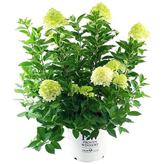 Limelight Hydrangea