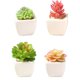 thumbnail image 1 of Simulación de suculentas plantas decorativas en macetas., 1 of 5