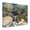 thumbnail image 4 of Stephen Stavast 'Shoreline Treasures' Canvas Art, 4 of 4