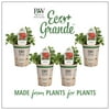 4-Pack, 4.25 in. Eco+Grande, Greek Oregano, Live Plant, Herb