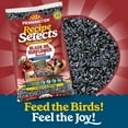 thumbnail image 3 of Pennington Recipe Selects Black Oil Sunflower Seed Dry Wild Bird Feed, Bird Food, 20 lb. Bag, 1 Pack, 3 of 15