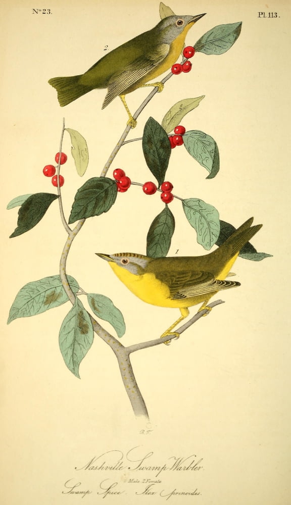 Birds Of America 18